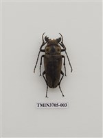 藏品(擬鍬形蟲)的圖片